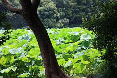 788-Hangzhou,17 luglio 2014